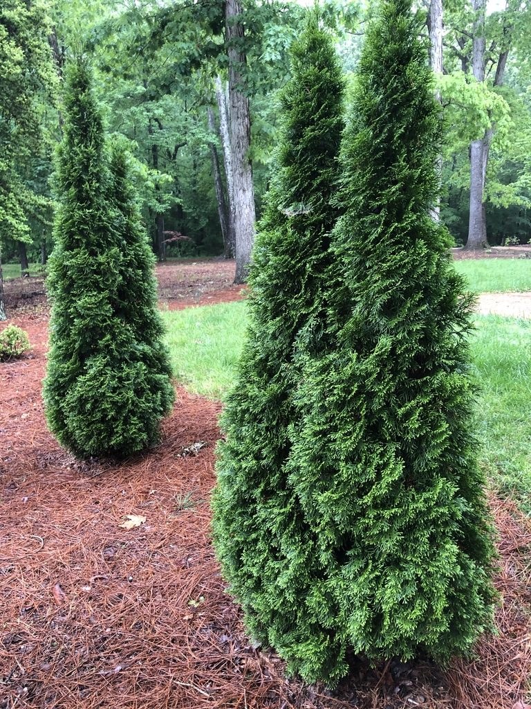 An Emerald Green arborvitae showing its narrow upright form.