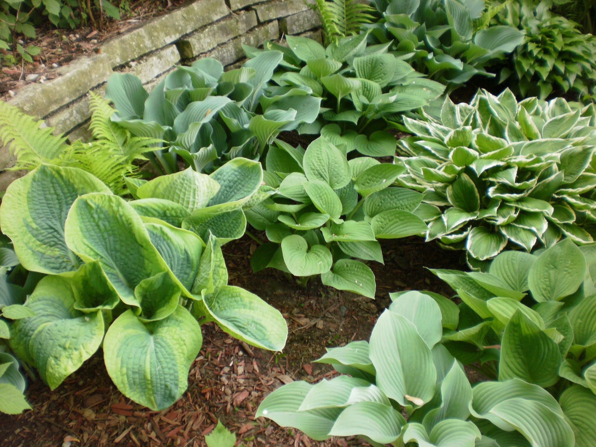 A garden bed filled with hostas in different leaf sizes and shades of green.