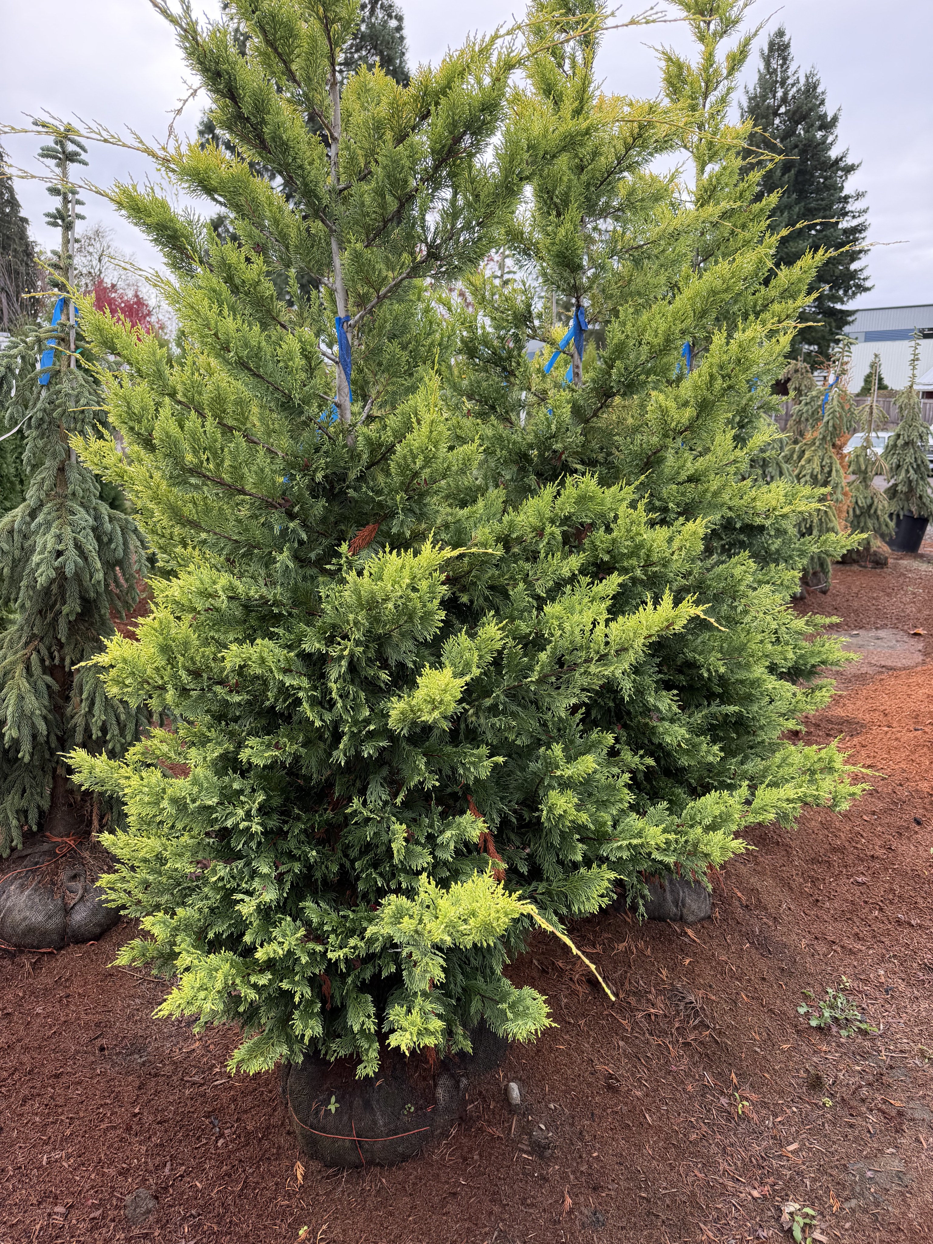 Golden-green evergreen nursery stock.