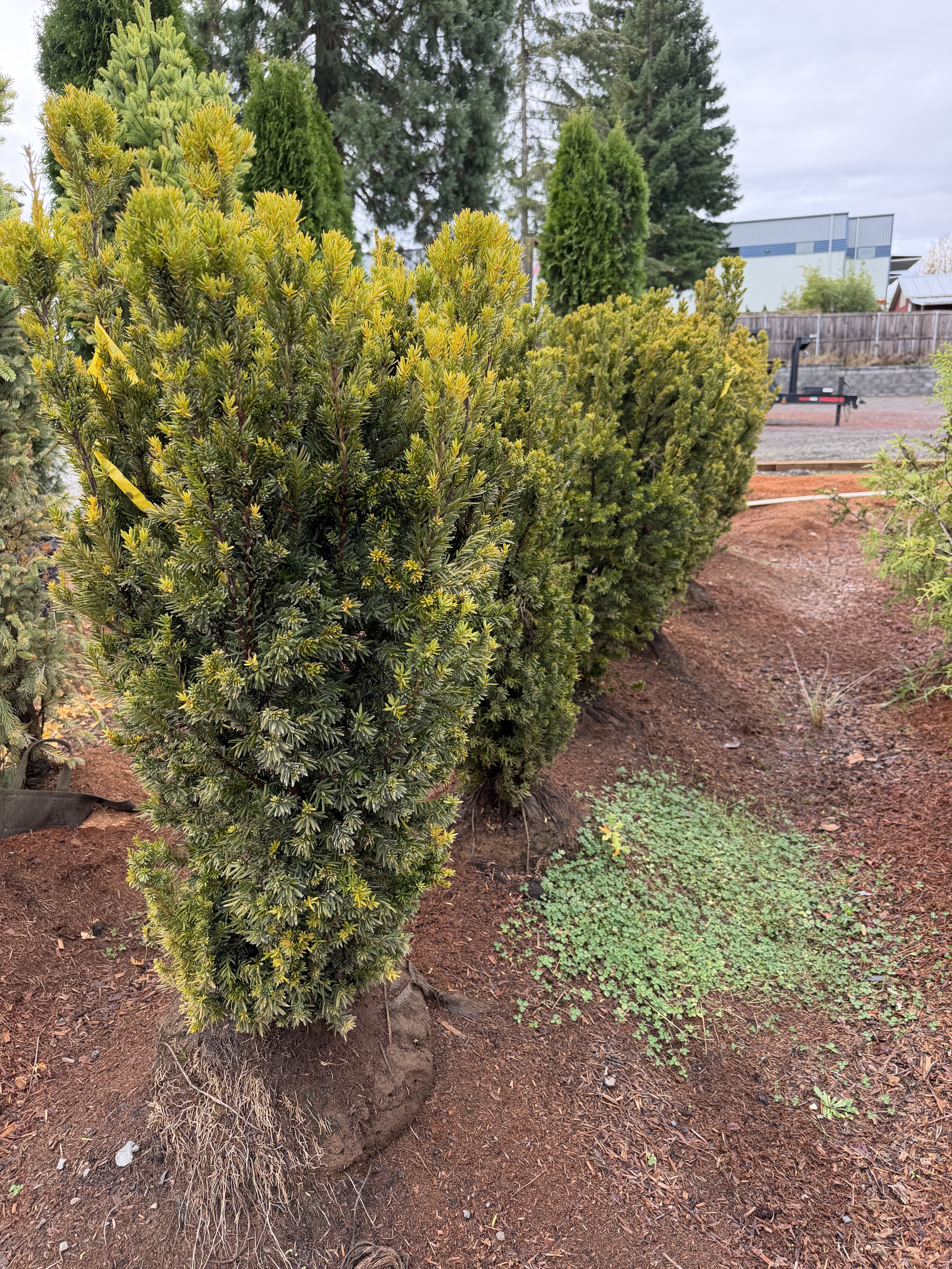 Upright evergreen nursery plants with dense foliage.