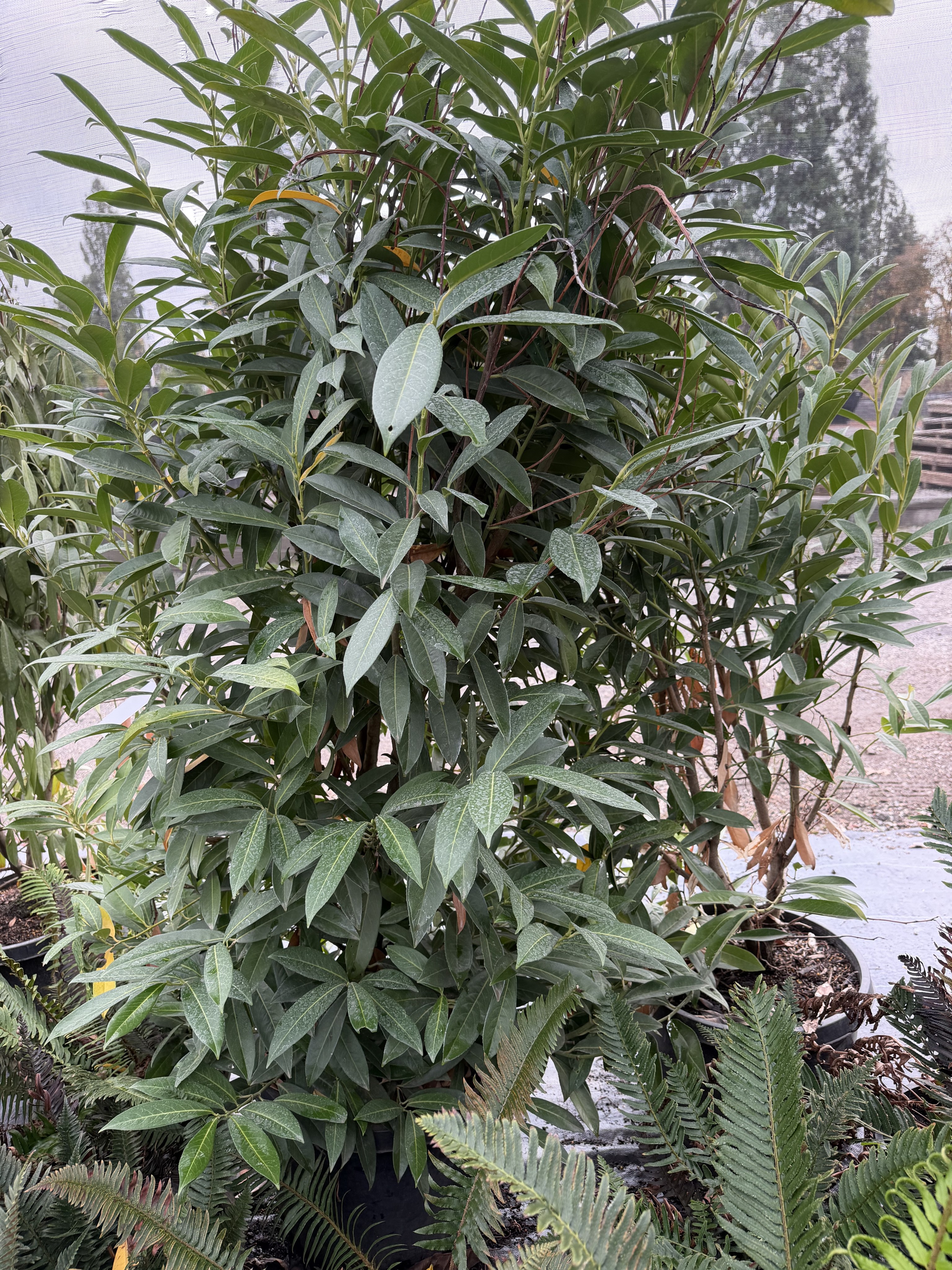 A close view of broadleaf evergreen nursery plants.