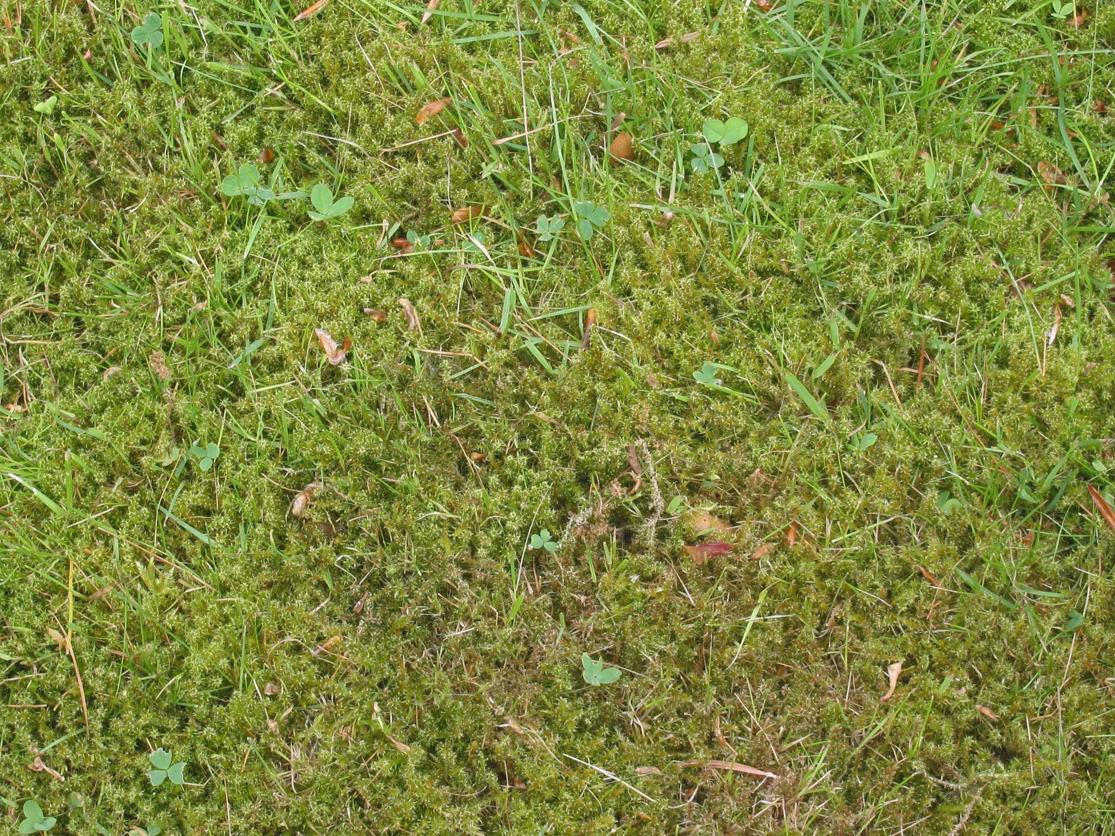 Moss growing between scattered blades of lawn grass.