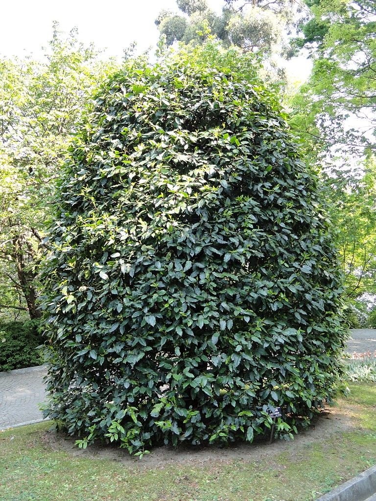 A Portuguese laurel with dense broadleaf evergreen foliage.