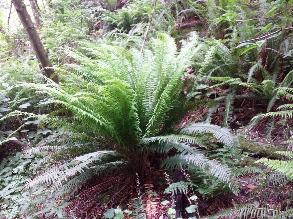 An established western sword fern with arching green fronds in a woodland setting.
